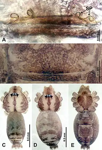 Description de l'image Thaiderces thamphadaengensis (10.3897-zookeys.869.35546) Figure 23.jpg.