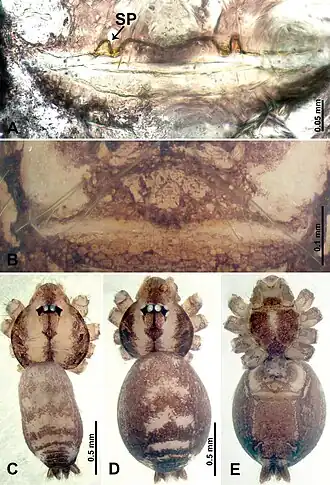 Description de l'image Thaiderces thamphrikensis (10.3897-zookeys.869.35546) Figure 25.jpg.