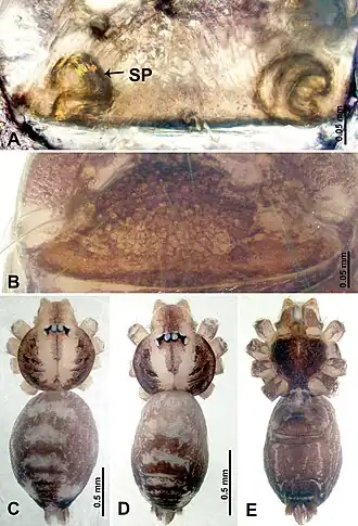 Description de l'image Thaiderces yangcong (10.3897-zookeys.869.35546) Figure 11.jpg.