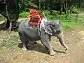 Éléphant d'Asie