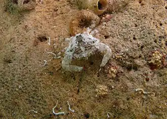 Thalamita aff. picta