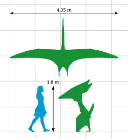 Thalassodromeus was as tall as a human, with a broad wing-span