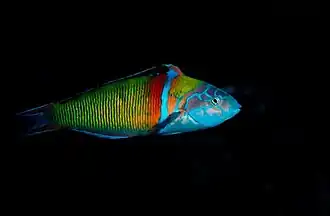 Thalassoma pavo dans les eaux açoriennes