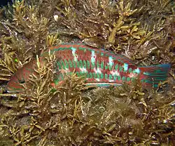 Individu mâle mature en phase terminale.