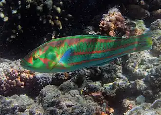 Thalassoma purpureum