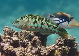 Phase initiale, très proche de celle de T. purpureum