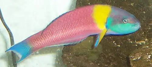 Thalassoma lucasanum