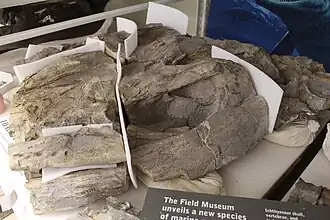 Crâne fossile partiel d'un grand reptile marin exposé dans un musée.
