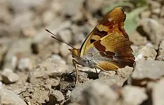 Description de cette image, également commentée ci-après