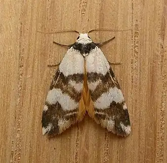 Thallarcha albicollis