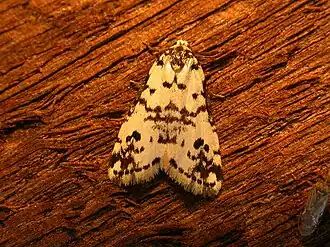 Thallarcha eremicola