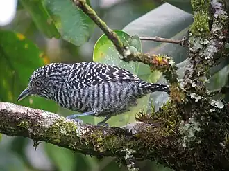 Description de cette image, également commentée ci-après