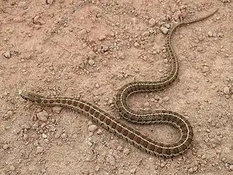 Description de l'image Thamnophis scalaris.jpg.