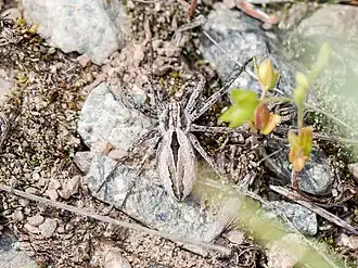 Description de cette image, également commentée ci-après