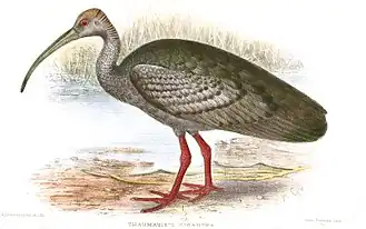 Ibis géant