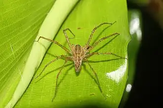 Description de l'image Thaumasia argenteonotata 240660122.jpeg.