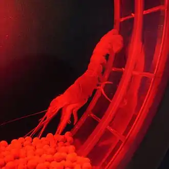 Description de l'image Thaumastocheles japonicus by OpenCage.jpg.