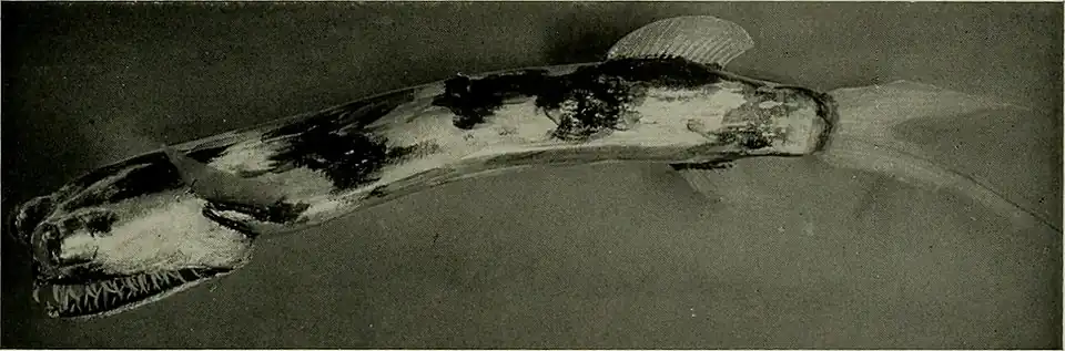 Gigantura chuni extrait des abysses et conservé en formol