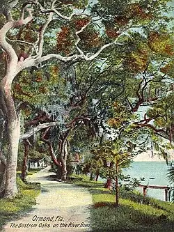 Bostrom Oaks (vers 1908).