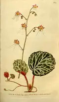 Planche botanique de 1790.