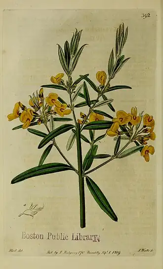 Description de l'image The Botanical register consisting of coloured figures of (1815) (19781053943).jpg.