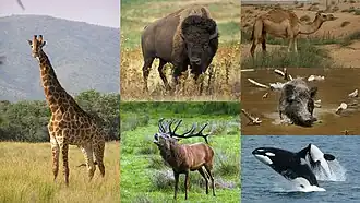 Divers Cetartiodactyla