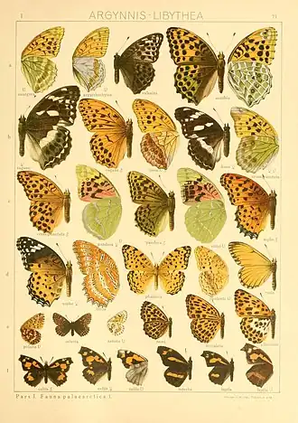 Description de l'image The Macrolepidoptera of the world (Taf. 71) (8145266417).jpg.