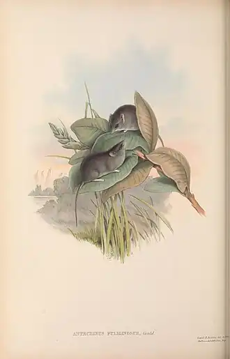 Description de l'image The Mammals of Australia scan by the Biodiversity Heritage Library n217 w1150 (27189621152).jpg.