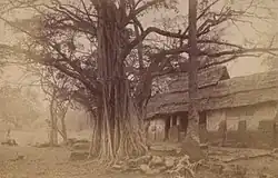 Photo sépia d'un grand arbre au premier plan et d'une maison palassiale ashantie en arrière plan, sanctuaire des asantehene.