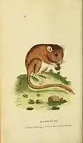 « Loir » (Dormouse), planche naturaliste de 1800
