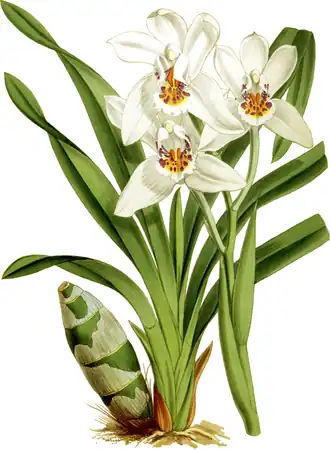Description de l'image The Orchid Album-01-0077-0025-Cymbidium parishii-crop.png.