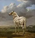 Le Cheval pie de Paulus Potter, vers 1650-1674.