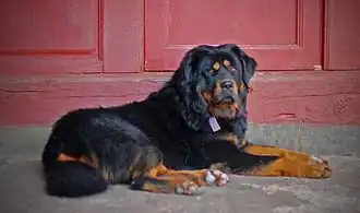 Image illustrative de l’article Dogue du Tibet