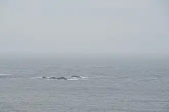 Ici en juin 2011, le RMV Scillonian III&nbsp;(en) de l'ISSC&nbsp;(en), emmenant ses passagers à Newquay, passe au large de la péninsule de Penwith.