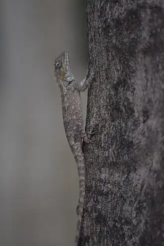 Description de l'image The adult Calotes Bachae.jpg.