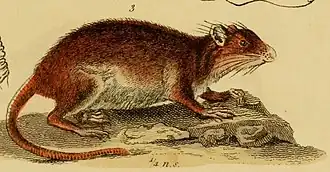 Description de l'image The animal kingdom, arranged according to its organization, serving as a foundation for the natural history of animals - and an introduction to comparative anatomy (Vol. 1) (1834) (18197923381) (cropped3).jpg.