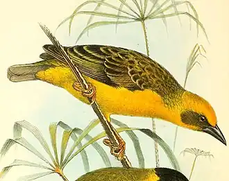 Description de l'image The birds of Africa, comprising all the species which occur in the Ethiopian region (1896) (14748527162), Ploceus temporalis.jpg.