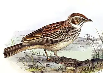 Description de l'image The birds of Africa (10575608303) (cropped).jpg.