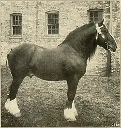 Photographie presse en noir et blanc d'une cheval vu de profil