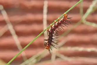 Chenille d'Acraea terpsicore.