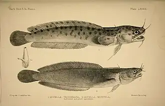 Deux espèces du genre Gaidropsarus. Outre la peau tachetée de la première, les 2 barbillons supérieurs laissent peu de doute quant à leur identification.