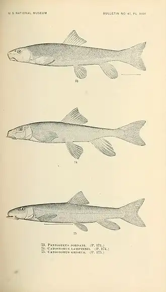 Description de l'image The fishes of North and Middle America (Pl. XXXI) (7983309822).jpg.