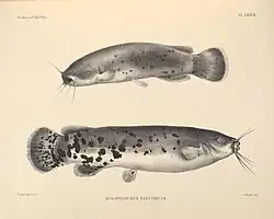 Dessin noir et blanc de côté et de 3/4 profil d'un poisson8 à tâches et moustaches.