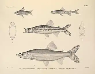Description de l'image The fishes of the Nile (Pl. XXI) (6961608427).jpg.