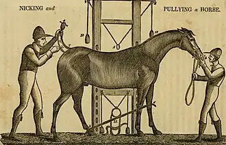 Incision de la queue (1841).