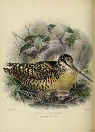 Description de l'image The geographical distribution of the family Charadriidae, or the plovers, sandpipers, snipes, and their allies (1888) (14568890009).jpg.