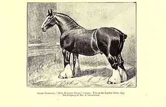 Dessin noir et blanc d'un cheval vu de profil.