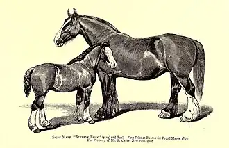 Dessin au trait d'une jument et d'un poulain vue de profil