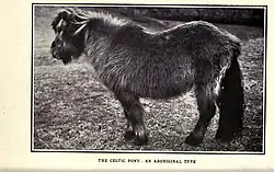 Photo en noir et blanc d'un cheval au poil long