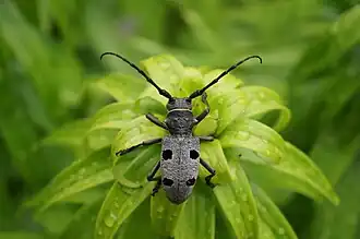 Description de cette image, également commentée ci-après